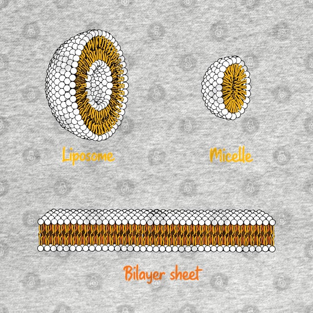 Phospholipids arrangement. Liposome Micelle soap phospholipid bilayer sheet by labstud